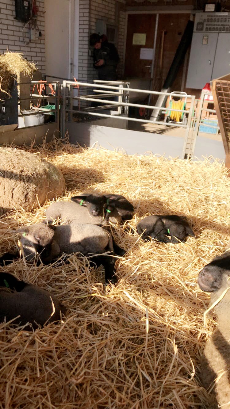 Aardappelen 2019- Akkerbouw- Zeewolde